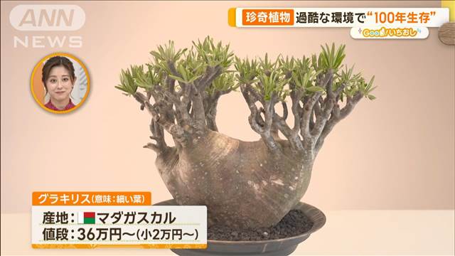 不思議な形＆謎の生態「珍奇植物の世界」　食用・100年生存も…【グッド！いちおし】