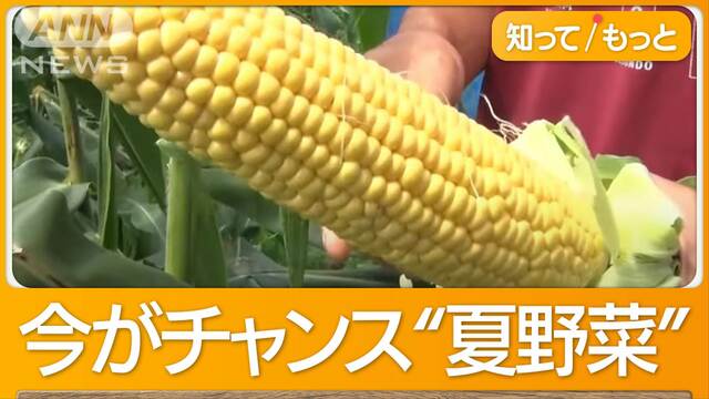 猛暑＆空梅雨で野菜“乱高下”　タマネギ高騰のなか…レタス77円「急に安くなり」