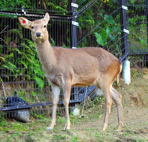 シカ２頭逃げる　沖縄こどもの国　１頭は捕獲　注意呼びかけ