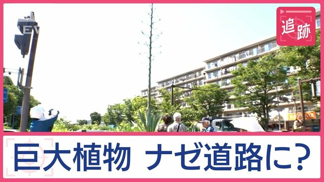 話題のニュースを追跡！「100年に一度咲く」巨大植物フィーバー　命運分けた“干潮”