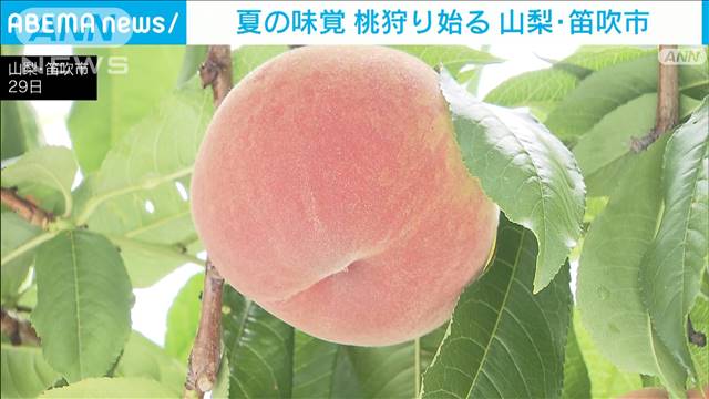 夏の味覚 山梨で桃狩り始まる 「日川白鳳」食べ放題に多くの観光客