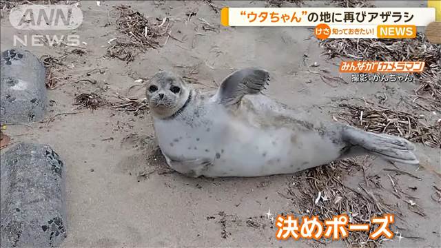 「ウタちゃん」の地に再び…アザラシ？　宮城・南三陸町