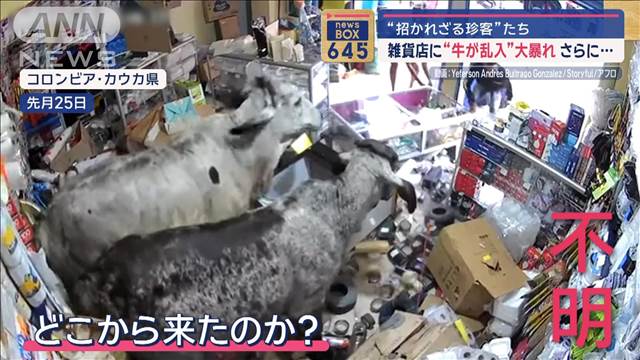 “招かれざる珍客”たち　雑貨店に“牛が乱入”大暴れ　さらに…