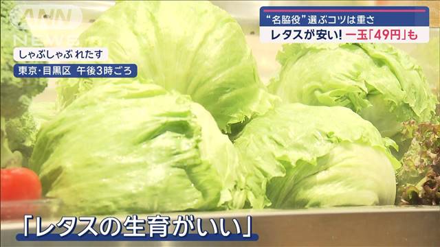 レタスが安い! 一玉「49円」も　選ぶコツは「芯の太さと重さ」