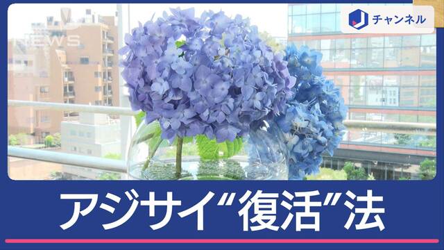 ご家庭でもスグ！アジサイ“しおれても簡単”復活法　コツは“丸ごと”