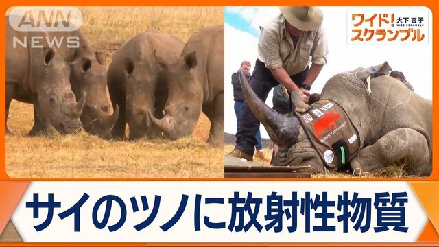 ツノに放射性物質を注入　絶滅危惧種のサイを守るため…南アフリカで取り組み進む