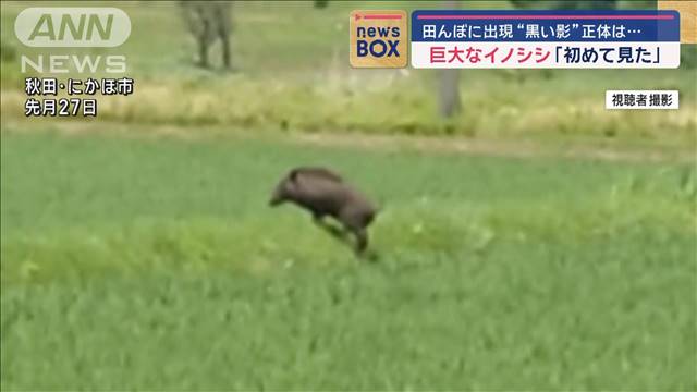 「初めて見た」田んぼに巨大イノシシ　秋田　