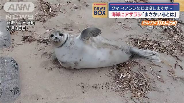 「まさかいるとは」海岸にアザラシ出現　宮城　