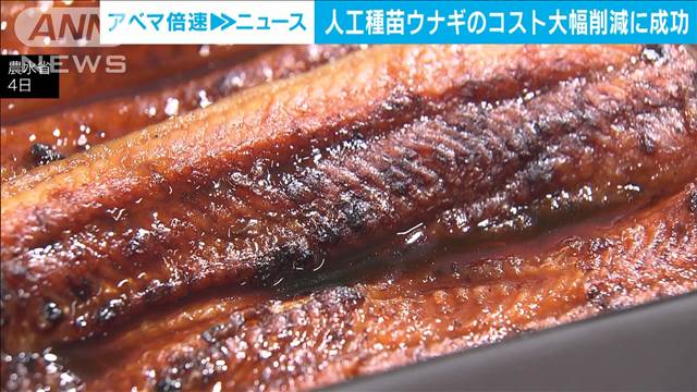 ウナギの安定供給に欠かせぬ“低コスト化”に成功　水産庁