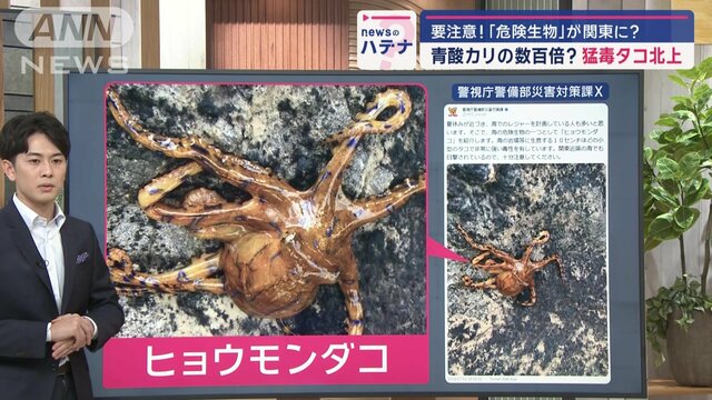 青酸カリの数百倍？　かみつく猛毒タコ「ヒョウモンダコ」に要注意　海外で死亡例も