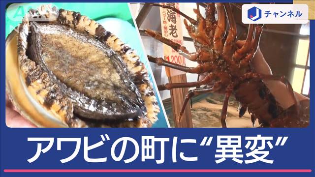 名産アワビから「イセエビの町」に変貌 猛暑で生息域に異変も