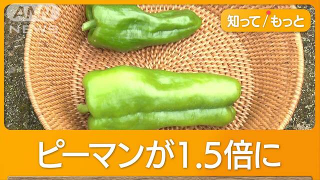 “空梅雨”で夏野菜が巨大化　ナス、ピーマンもぐんぐん成長…レタス激安「54円」も