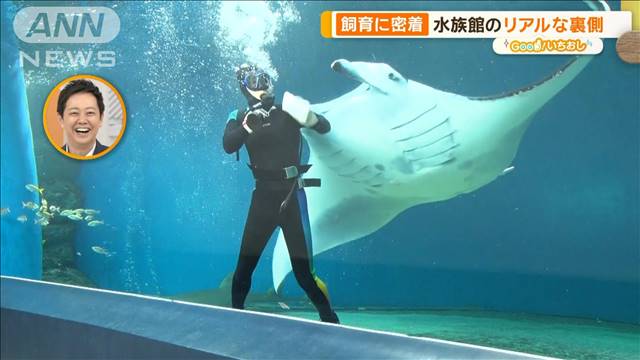 水族館の裏側を深掘り！　独特のエサやり、繁殖…驚きの特技も【グッド！いちおし】