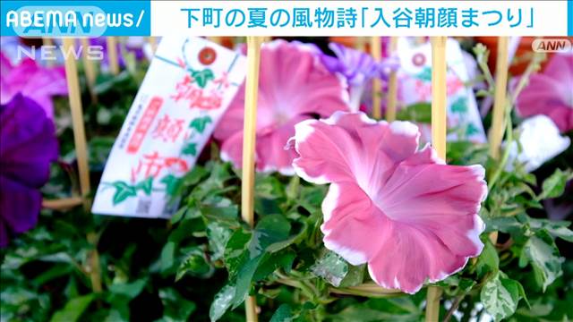 下町夏の風物詩「入谷朝顔まつり」　涼呼ぶアサガオと威勢よい売り声