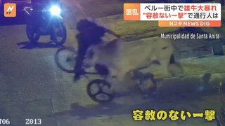 ペルーで雄牛が大暴れ！容赦のない一撃に通行人は…