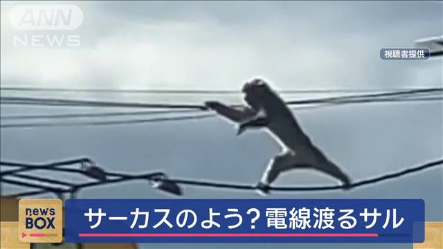 サーカスのよう…電線渡るサル　病院では“8匹” 住宅街で目撃多発