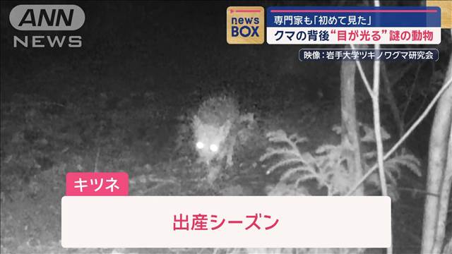 クマの背後“目が光る”謎の動物　専門家も「初めて見た」