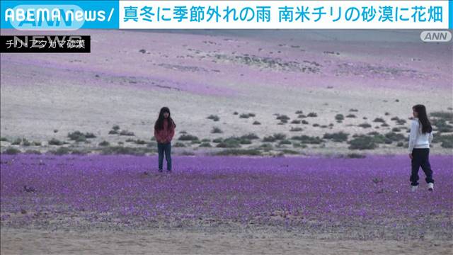 地球上もっとも乾燥した砂漠に突然「花畑」が出現　南米チリで季節外れの雨