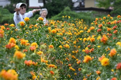 山形県の花「紅花」見ごろ　ジブリ「おもひでぽろぽろ」の舞台で