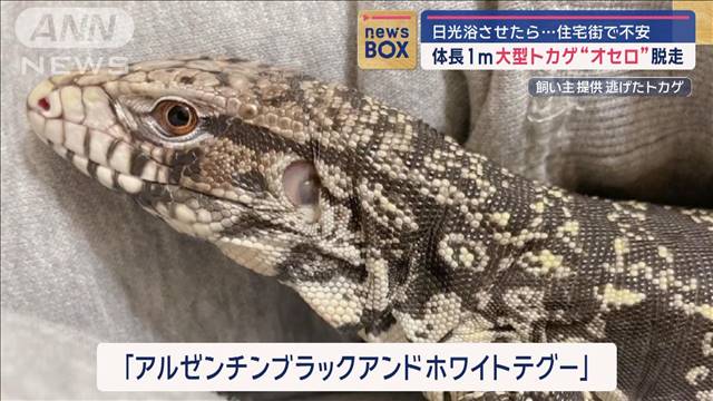 体長1m大型トカゲ“オセロ”脱走　日光浴させたら…住宅街で不安