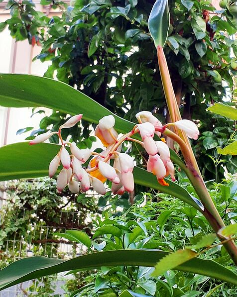 育てて10年　寒い東京で冬を越せないはずが…沖縄の花・ゲットウが咲く　葛飾区の與儀さん宅　「じょーとー！」友人も喜ぶ