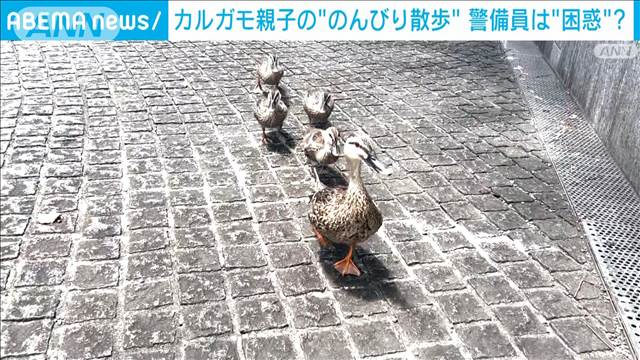 カルガモ親子が炎天下の六本木でのんびり散歩　見守る警備員はハラハラドキドキ大困惑