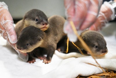 コツメカワウソの赤ちゃん誕生　サンシャイン水族館