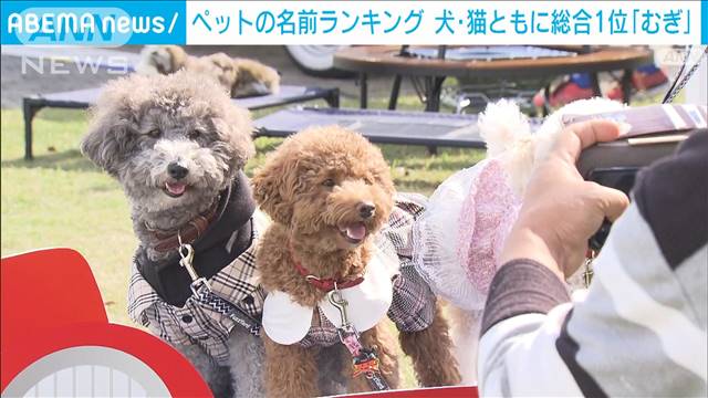 「ペットの名前ランキング」犬、猫ともに「むぎ」が1位