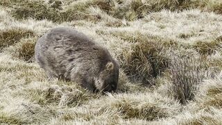 北半球で猛暑の一方…南半球の豪は116年ぶりの寒さ　最低気温－13.5℃　元気なウォンバットとらえる！