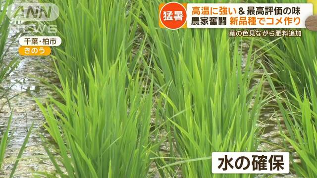 “高温に強く最高評価の味”新品種でコメ作り　過酷な猛暑…奮闘する農家を取材