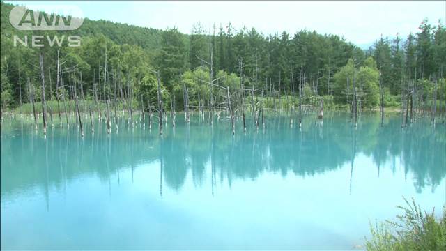 北海道屈指の絶景「青い池」　無料で見られない？