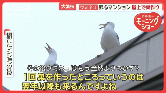 「ウミネコ」都心で大繁殖　夜通し爆音…住民悲鳴！　対策とっても“いたちごっこ”