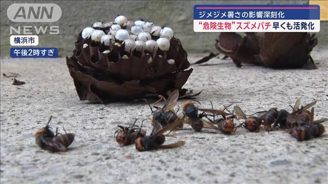 “危険生物”スズメバチ早くも活発化　ジメジメ暑さの影響深刻化　「食中毒」対策は