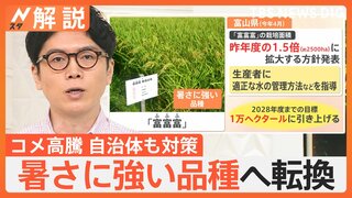 お米の高騰に自治体も対策　暑さに強い品種「富富富」の栽培面積を“1.5倍”に拡大へ　富山県【Nスタ解説】