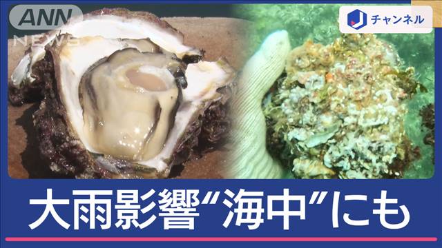 “非常に激しい雨”影響は海の中にも…“海の幸”岩ガキは危機