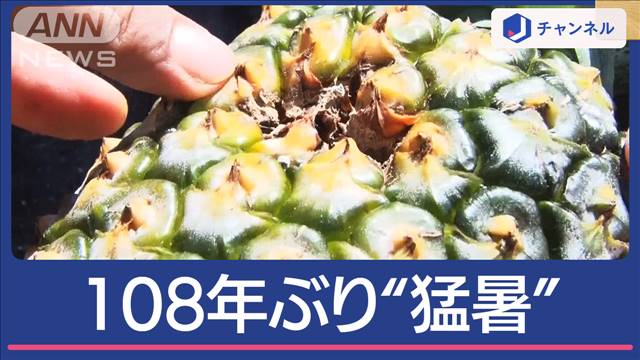 特産品に“異変続出”108年ぶり猛暑の沖縄で何が？