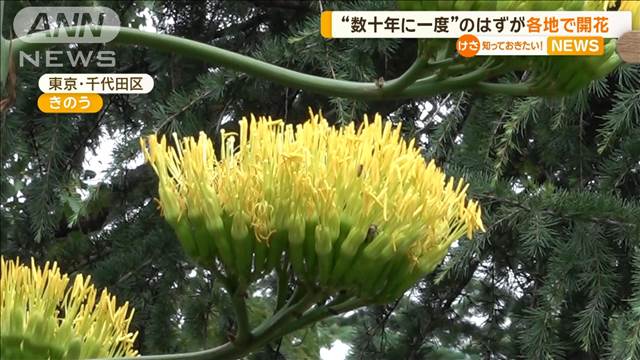 「数十年に一度」のはずが…リュウゼツラン開花相次ぐ　夜の気温が生育に影響か