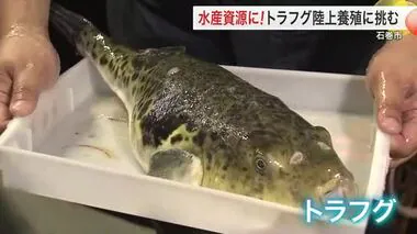 高級魚トラフグを石巻市の新たな資源に　陸上養殖に挑む“海の町”〈宮城〉