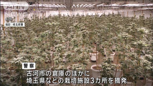 大麻草 約1500本“栽培”か　ベトナム人6人を逮捕　茨城・古河市