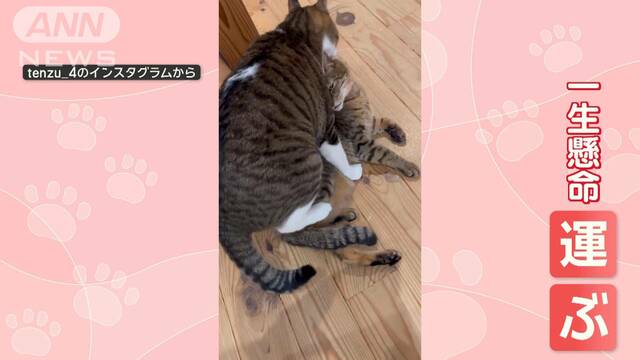 「重たいニャン」ネコがネコを運ぶ！　運ばれるネコは“されるがまま”どんな気持ち？