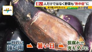 野菜も“熱中症”に…きゅうり価格が平年比３～４倍　農園が悲鳴「火であぶったように実の皮の表面が茶色く…」