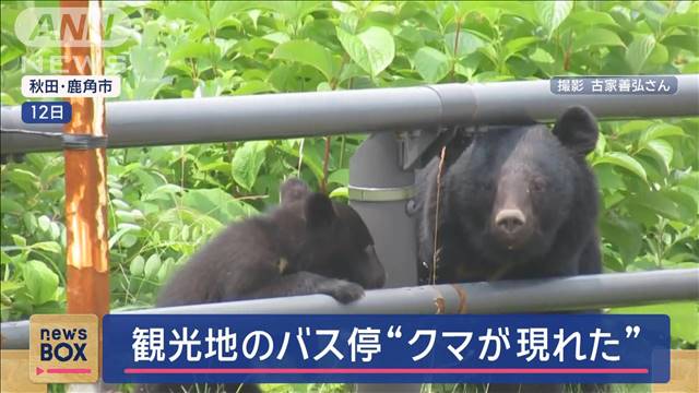 観光地のバス停でクマが現れた　夏の旅行先でもし見つけたら…