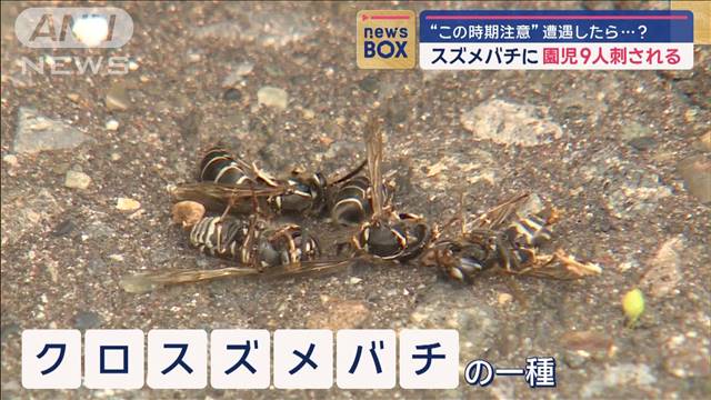 スズメバチに園児9人刺される　“この時期注意”遭遇したら…？