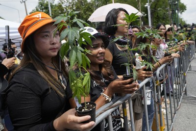 大麻解禁から一転、再規制のタイ政府　業者ら「ハンストで抗議」のワケ