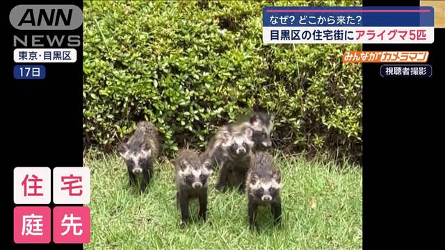 なぜ？どこから来た？　目黒区の住宅街にアライグマ5匹