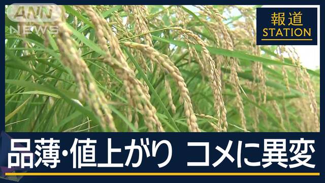 指標の早場米は4割高…コメに異変“品薄・値上がり”背景に「去年の猛暑・訪日客」