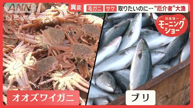 北海道の海で異変　オオズワイガニ＆ブリ急増　“厄介者”を活用…名産・ブランド化