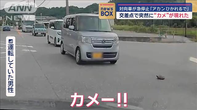 「アカンひかれるで」対向車が急停止　交差点に突然“カメ”が現れた