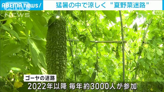 猛暑の中で涼しく“夏野菜迷路”ゴールまでゴーヤ収穫も楽しめる夏季限定人気イベント