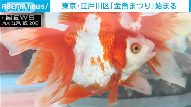 東京・江戸川区で「金魚まつり」 存在感抜群の「江戸川リュウキン」優雅に